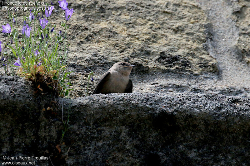 Eurasian Crag Martin