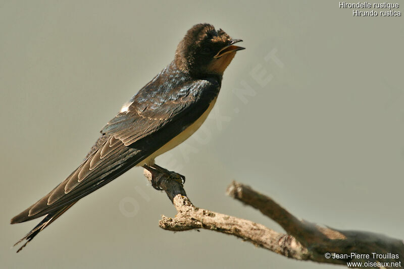 Barn Swallowjuvenile