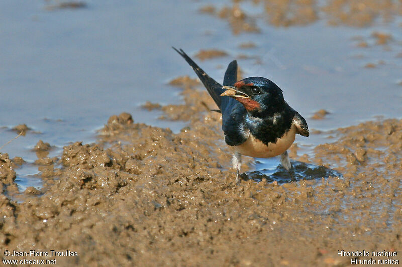 Hirondelle rustique