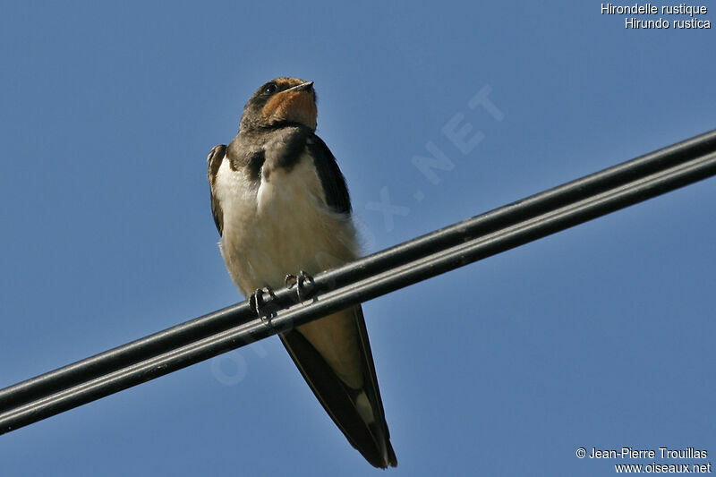 Barn Swallow