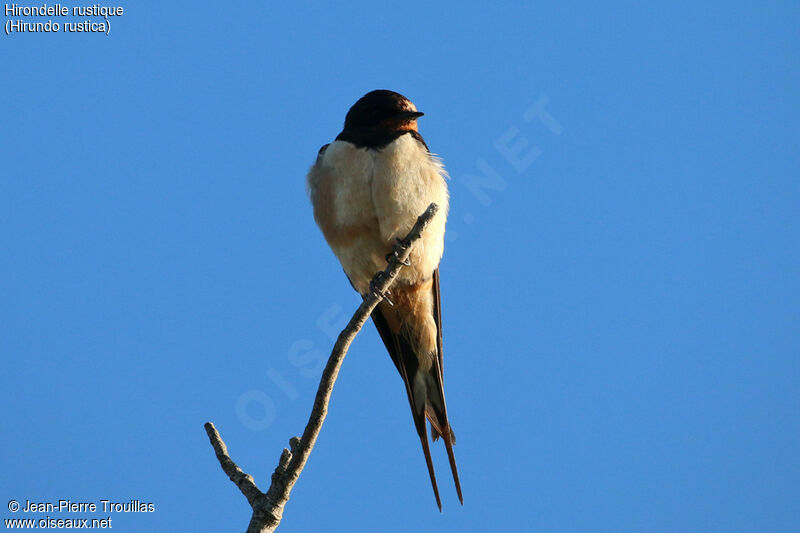 Hirondelle rustique