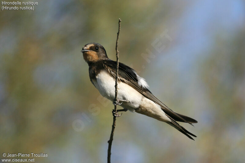 Barn Swallow