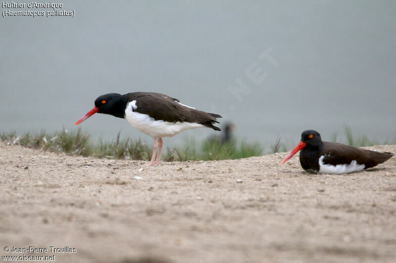 American Oystercatcher