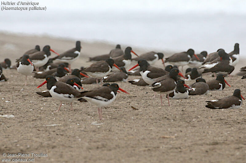 American Oystercatcher