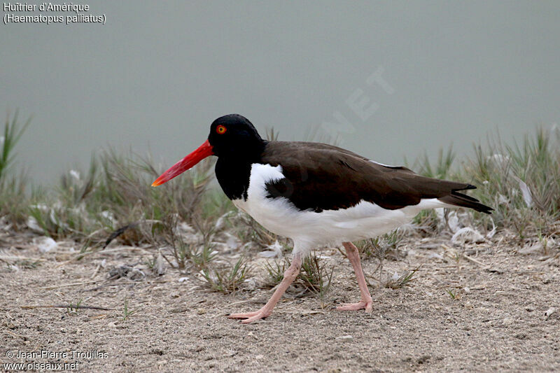 American Oystercatcher