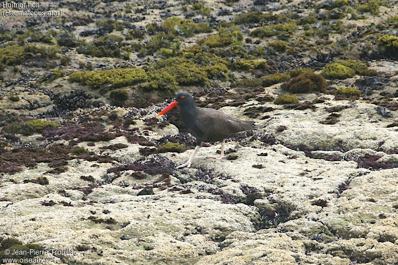 Blackish Oystercatcher