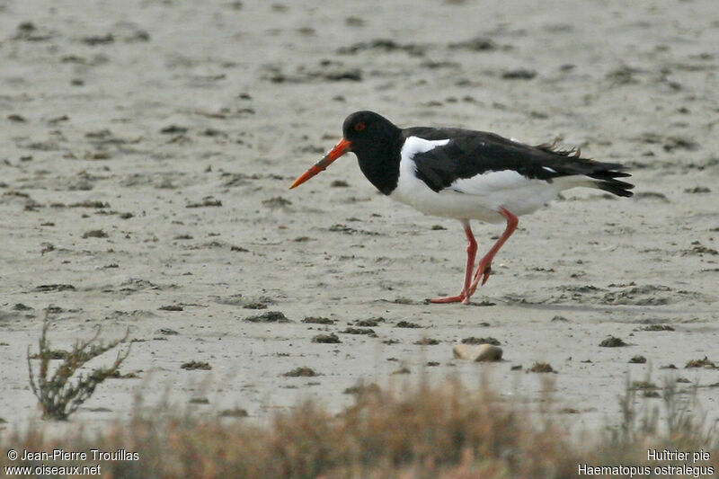 Eurasian Oystercatcher