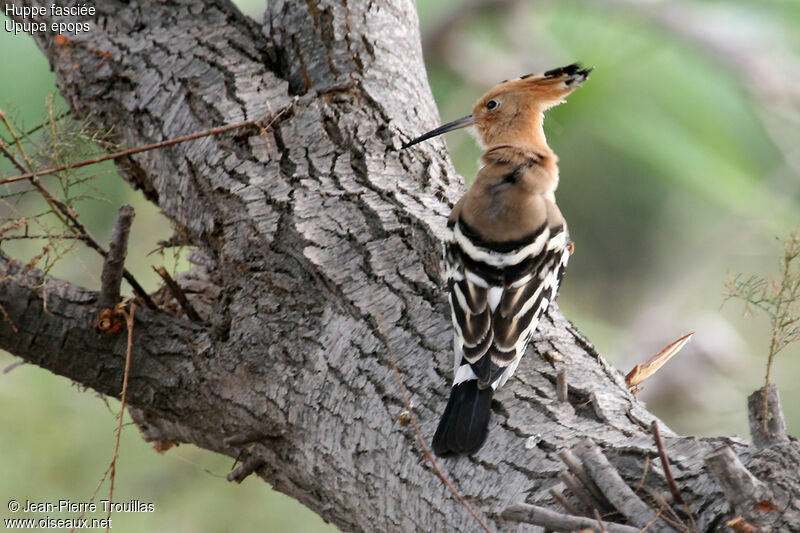 Eurasian Hoopoe