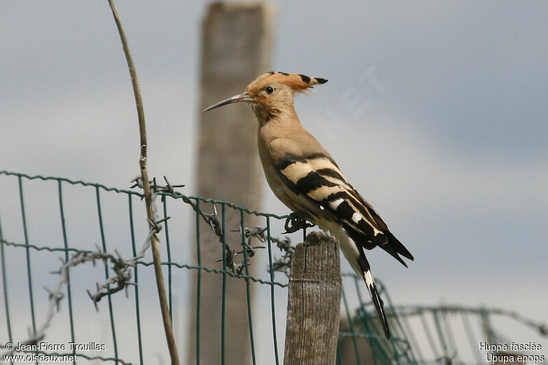 Eurasian Hoopoe