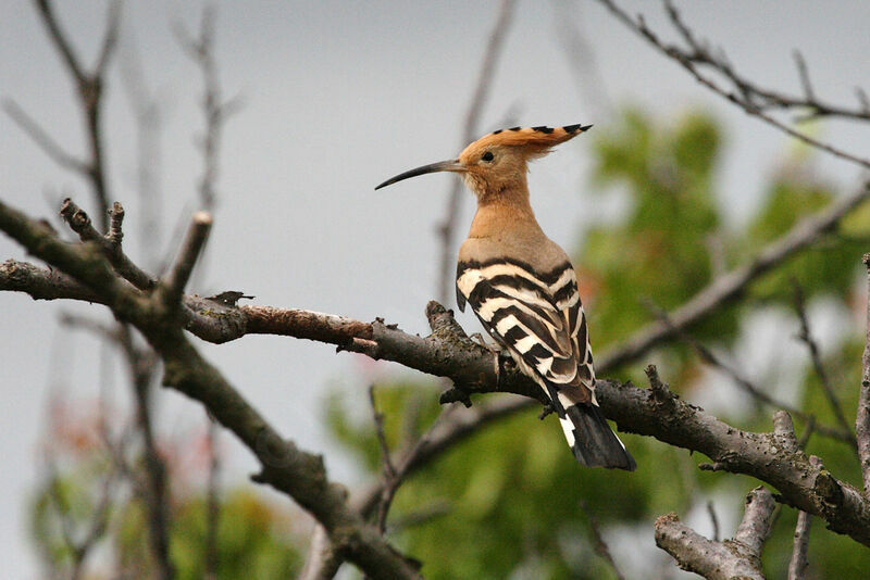 Eurasian Hoopoe