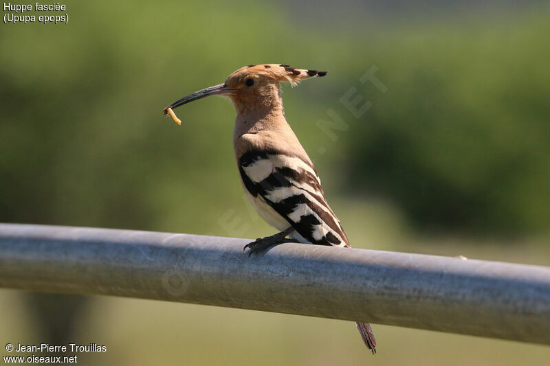 Eurasian Hoopoe