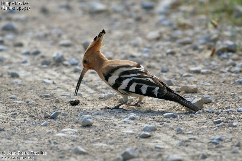 Eurasian Hoopoe