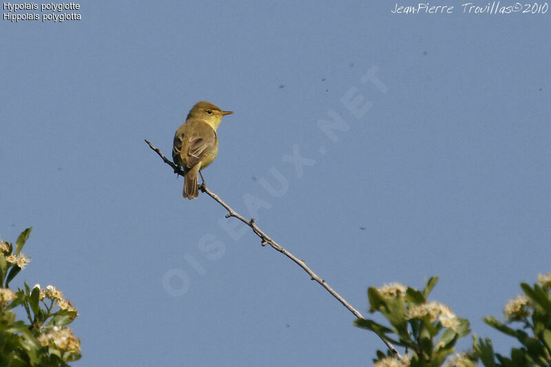 Melodious Warbler