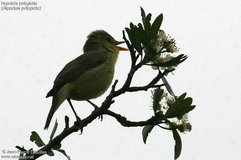 Melodious Warbler