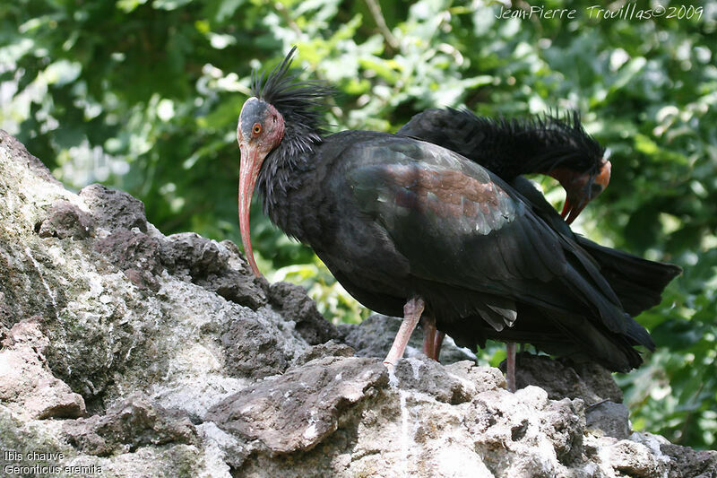 Northern Bald Ibis