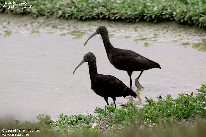 Ibis de Ridgway