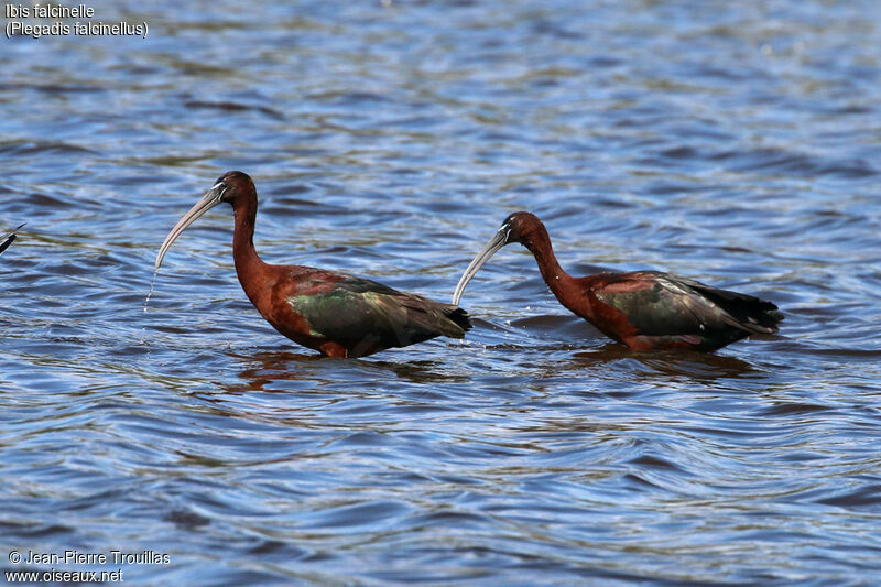 Glossy Ibis