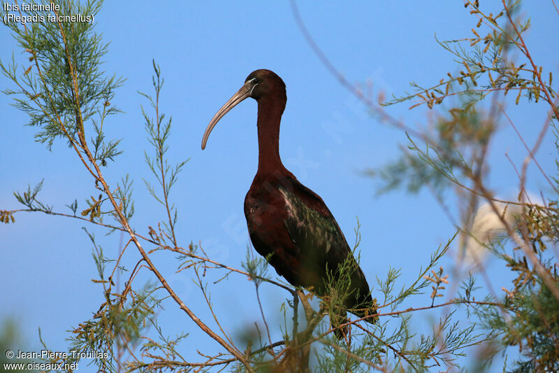 Ibis falcinelle