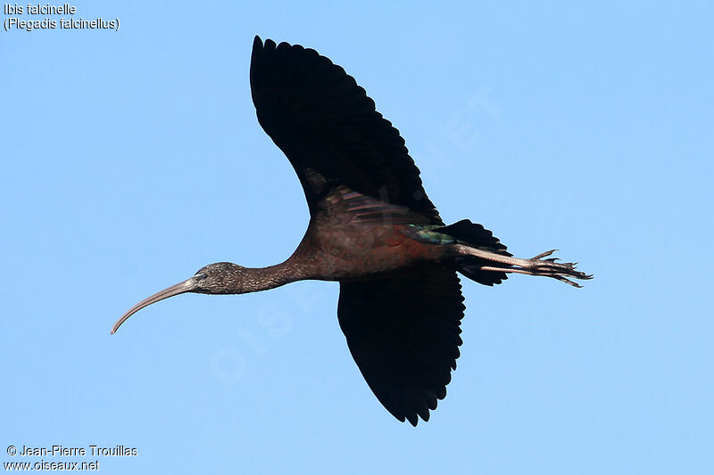 Ibis falcinelle