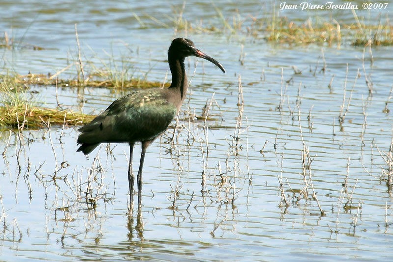 Ibis falcinelleimmature