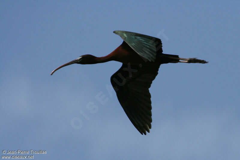 Ibis falcinelleadulte nuptial