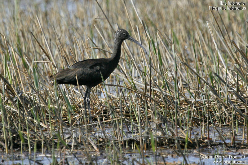 Glossy Ibis