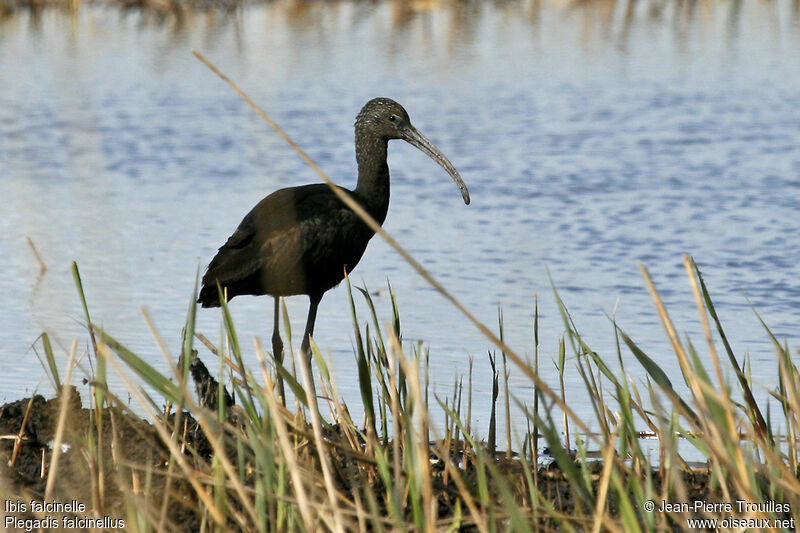 Glossy Ibis