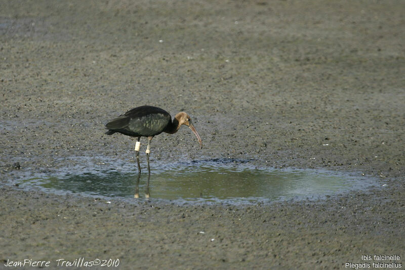 Ibis falcinelle