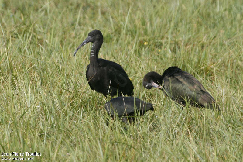 Ibis falcinelle1ère année