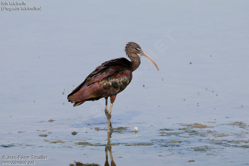 Ibis falcinelle