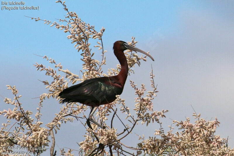 Glossy Ibis