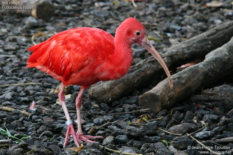 Ibis rouge