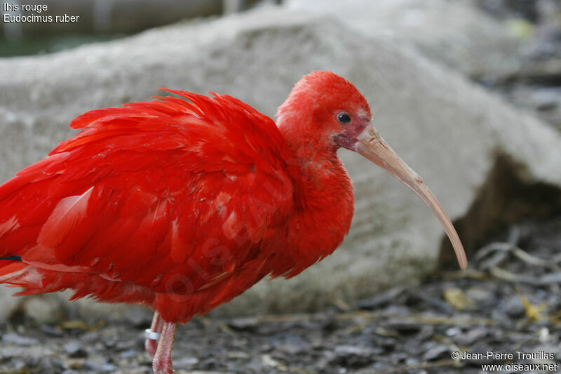 Scarlet Ibis