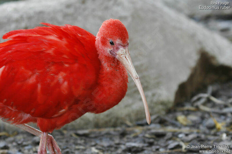 Ibis rouge