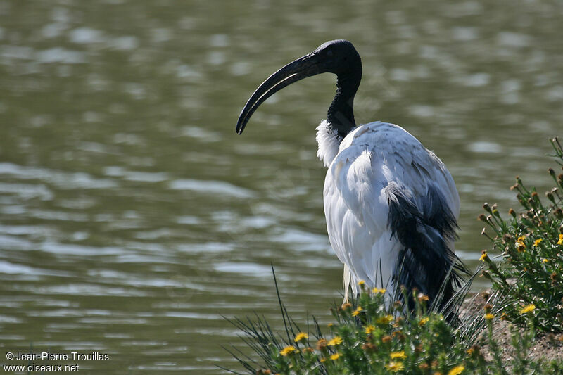 Ibis sacréadulte