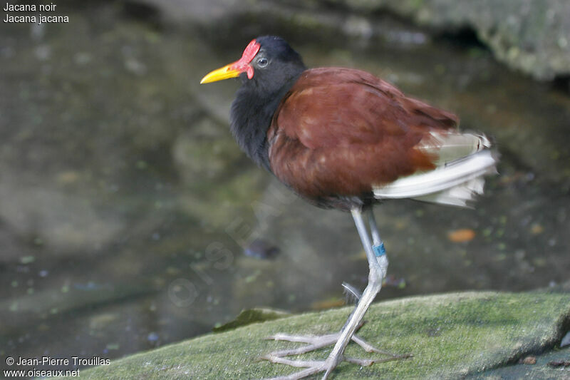 Jacana noir