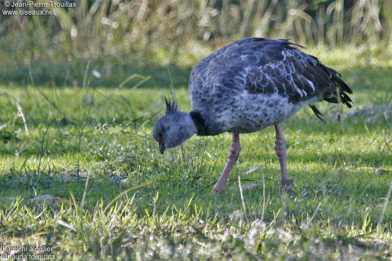 Southern Screamer