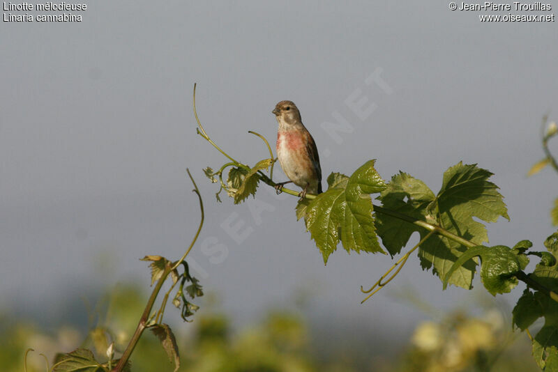 Linotte mélodieuse