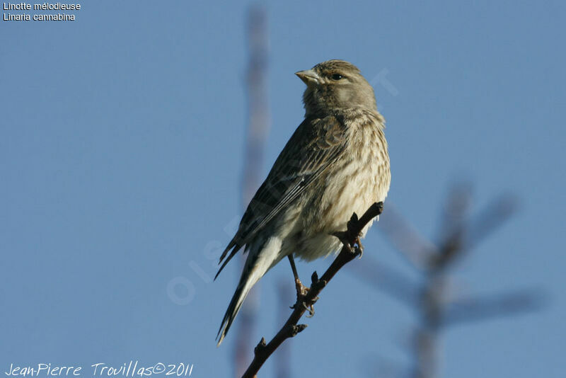 Common Linnet