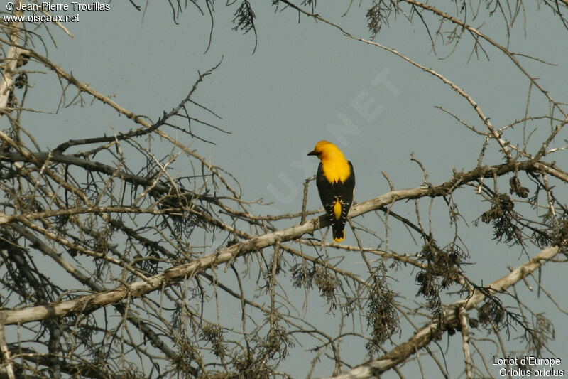 Eurasian Golden Oriole