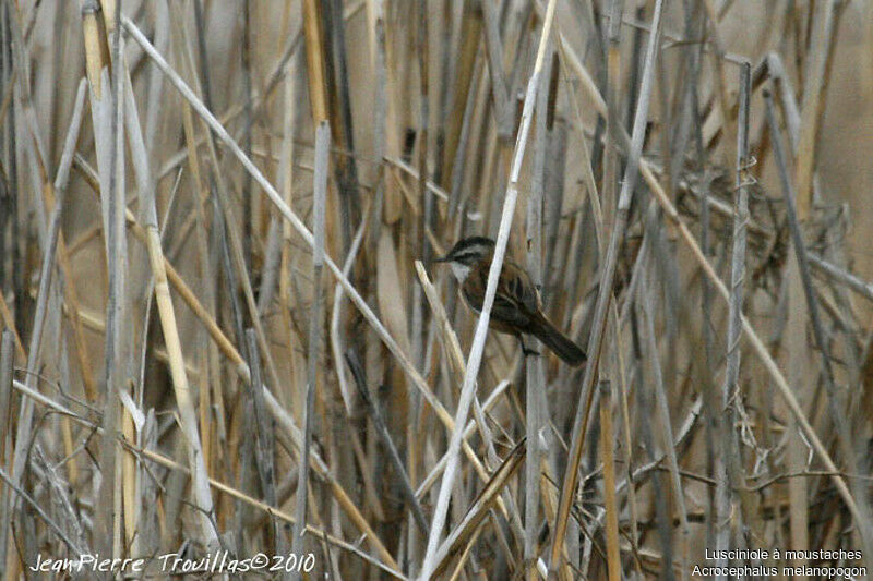 Moustached Warbler