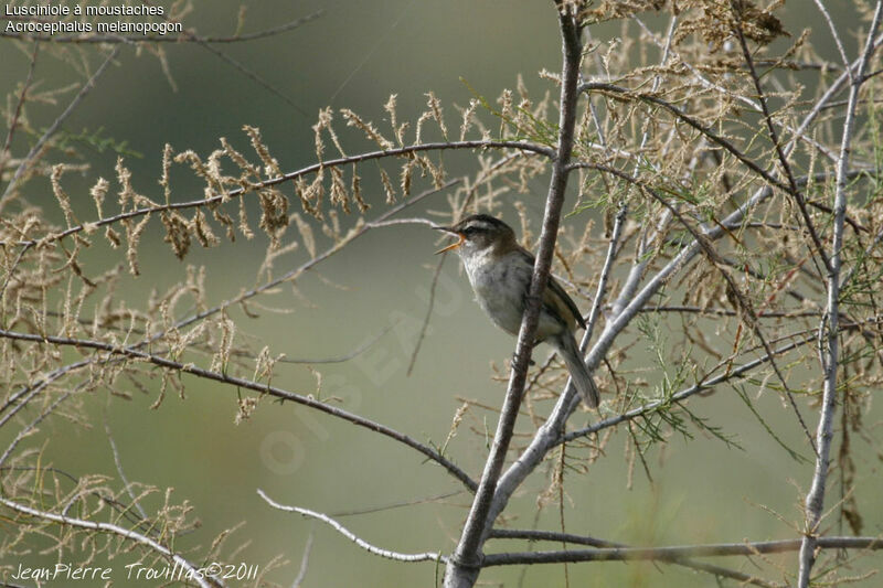 Moustached Warbler