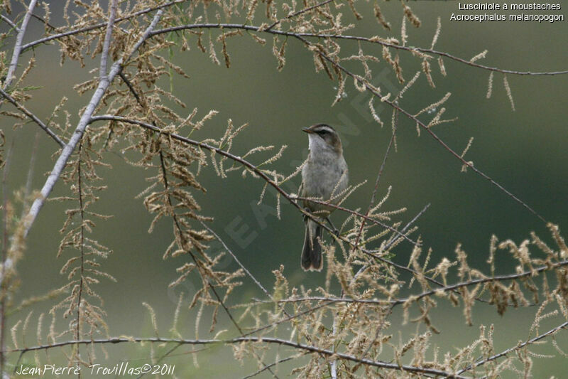 Moustached Warbler