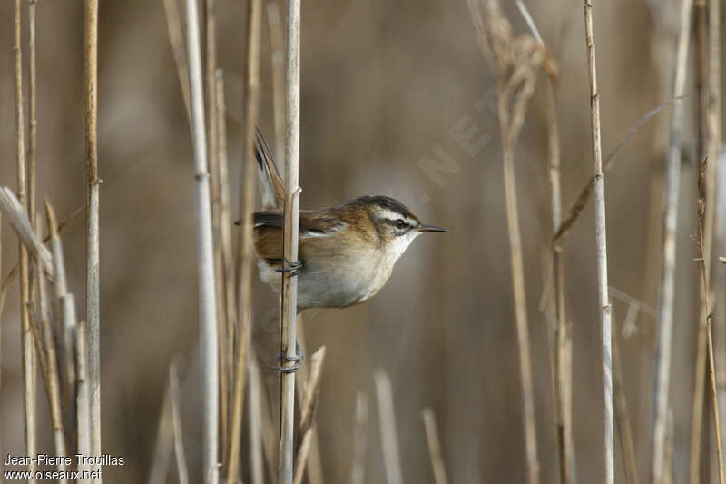 Moustached Warbler, habitat, pigmentation, Behaviour