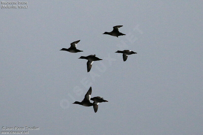 Velvet Scoter