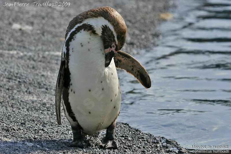 Humboldt Penguin