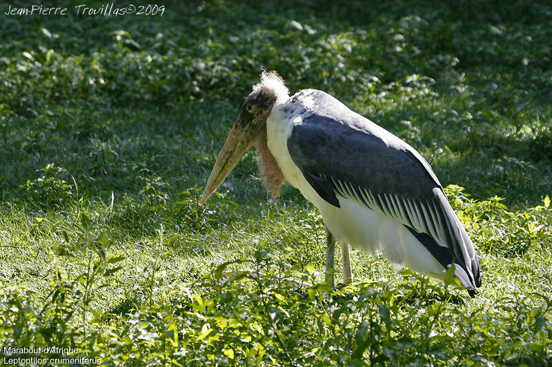 Marabou Stork