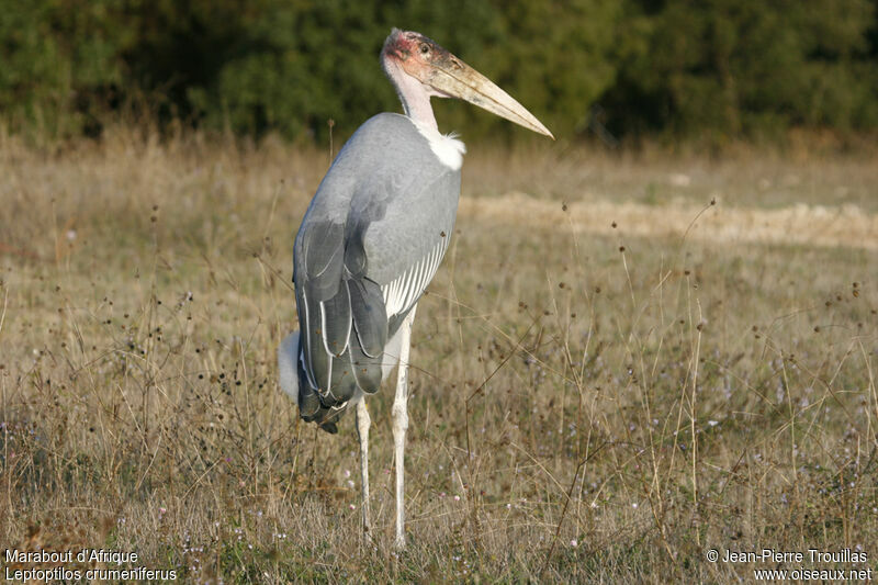 Marabou Stork