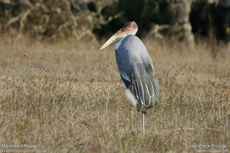 Marabout d'Afrique, identification