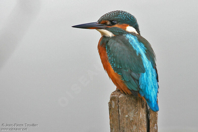 Common Kingfisher female